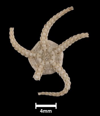 Media type: image;   Invertebrate Zoology OPH-593 Aspect: ventral